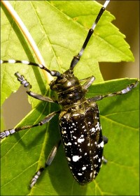 12. Mai - Tag der Pflanzengesundheit