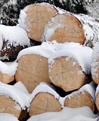 Bundesregierung will Nutzholzgewinnung aus Kleinwäldern steigern
