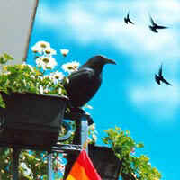 Taubenabwehr: GEFAHR vom Balkon? Neu: KunstRABENvögel statt Gift!