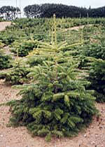 Gartentipp, Weihnachtsbaum, Wurzelballen, Bäumen, Fichte, Tanne, Christbaum