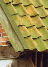 Grünbildung auf Dächern - ein natürlicher Vorgang