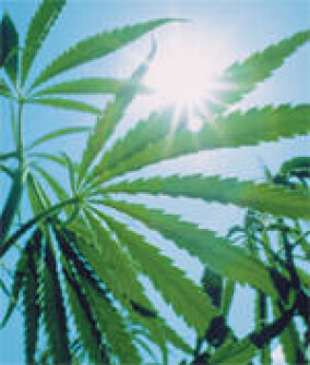 Hanf als Dämmstoff - umweltfreundlich und gesund