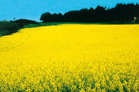 Klimakiller Palmöl - das schmutzige Geschäft mit erneuerbarer Energie