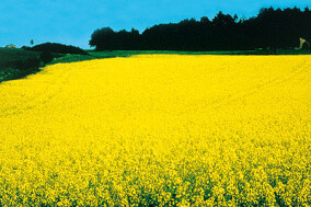 Klimakiller Palmöl - das schmutzige Geschäft mit erneuerbarer Energie