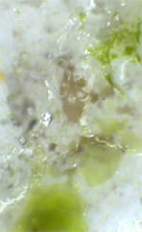 Holzforscher sehen Algenbefall an Hausputzen voraus