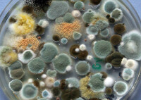 Raumlufttechnik: Wenn zu viel Schimmel in der Luft liegt