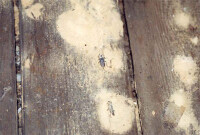 VPB warnt: Insekten können Häuser stark beschädigen