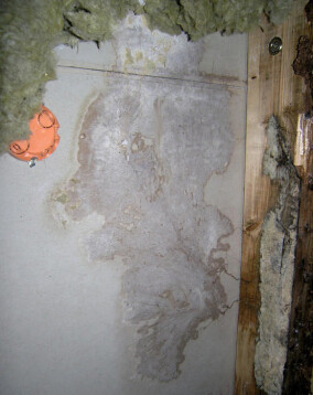 Hausschwamm - eine unterschätzte Gefahr