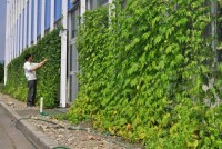 Green 			  Curtain macht bei Kyocera der Klimaanlage Konkurrenz