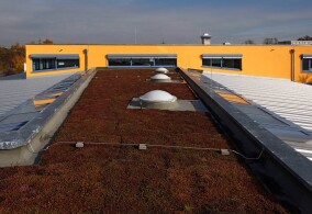 Gründach auf Flüssigabdichtung