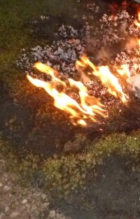 Neue Brandschutz-Untersuchungen an begrünten Dächern