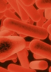 Bei gewerblich genutzten Immobilien Pflicht zur Legionellenuntersuchung