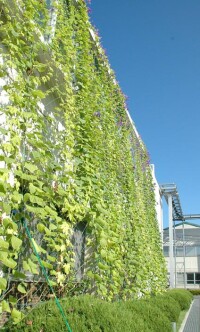 Kyocera pflanzt „Green Curtains”, um neue japanische Energiesparziele zu erreichen