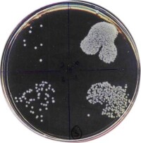 Silberfreie antimikrobielle Beschichtung für Kunststoffe