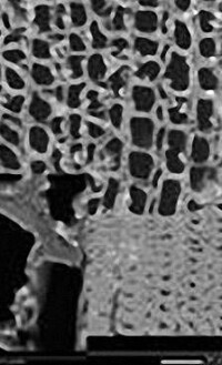 Holz- und Flammschutz durch Nanopartikel  aus Silizium- oder Titanverbindungen