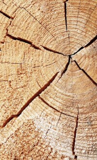 Entwicklungsministerium: Warum ein Tropenholzboykott keine gute Idee ist!