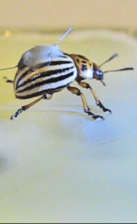 Zu glatt für Insekten: Anti-Haftoberflächen für Lüftungsanlagen und Fassaden