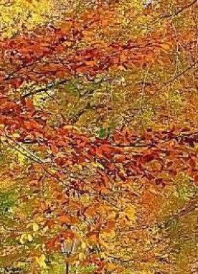 Heizen mit Herbstlaub: Pilotversuch ergab 5 KWh Energie pro 1 kg Laub