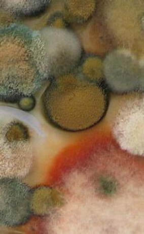 Impulsveranstaltung „Sanierung von Schimmelpilzschäden“ am 16.9.