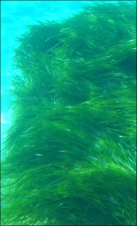 Seegras als Dämmstoff - Hochschule Pforzheim kooperiert mit tunesischen Unis