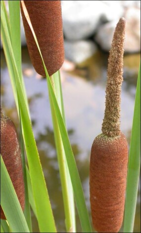 Natur-Dämmstoff aus Typha (Rohrkolben) druckstabil und schimmelresistent