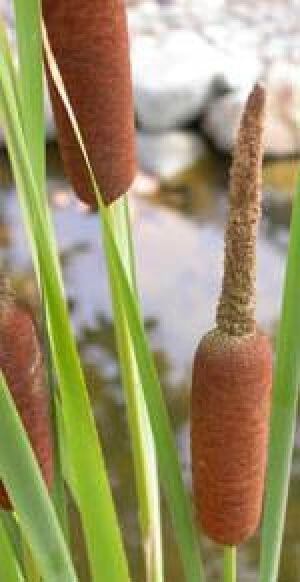 Rohrkolben (Typha), regional auch als Lampenputzer, Schlotfeger, Pompesel, Schmackadutsche, Bumskeule oder Kanonenputzer