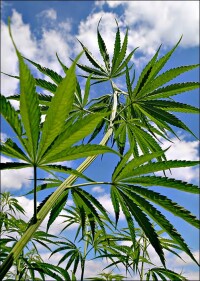 Deutschlands erstes Hanffaser-WDVS kommt von Caparol