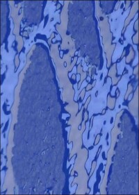 Vom Nebeltrinkerkäfer inspiriert: neue CO<sub>2</sub>-neutrale Fassadenbeschichtung ohne Biozide