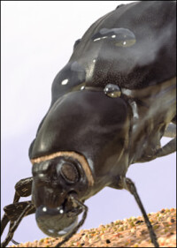 Nebeltrinker-Käfer-Fassadenfarbe von Sto ist „Die Oberfläche 2015“