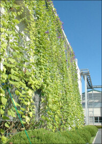 Grüne Fassaden als natürliche Klimaanlagen