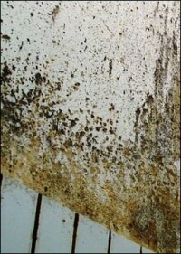 Antischimmelbeschichtung mit 18.000-facher Oberflächenvergrößerung