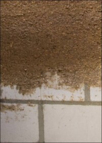 Uni Bonn entwickelt leistungsfähigen Dämmputz aus Großgräsern