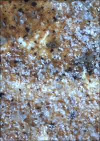 (Nicht nur) viele Kunst- und Kulturgüter sind durch Biozide und Insektizide belastet