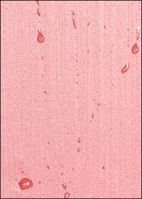 Bionischer Schutz für Holzfassaden mittels StoColor Dryonic Wood