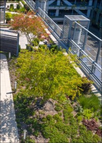 Eine Frage der Wurzelraumdicke: geeignete Gehölze für die Dachbegrünung im FBB-SchlagLicht⁹