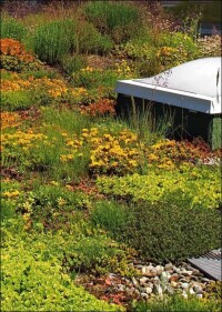 Welche Gründächer können in welchem Maß das Stadtklima positiv beeinflussen?