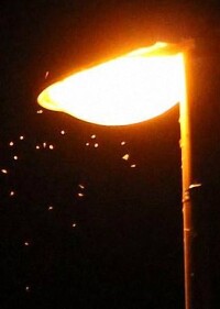 BMU und BfN fördern insektenfreundliche Straßenbeleuchtung