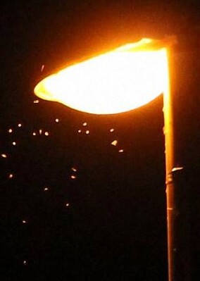 Uferbeleuchtung, ein fataler Insektensauger