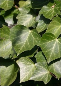 Mit Kletterpflanzen begrünte Fassaden helfen gegen Feinstaub, Stickoxide, Hitze und Kälte