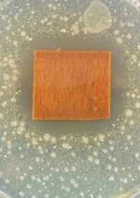 Neue Oberflächeneigenschaften für holzbasierte Werkstoffe