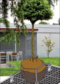 Verankerung von Bäumen auf Gründächern