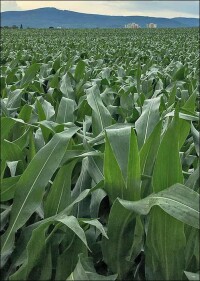 Holzweg Bioenergie? „Großflächiger Anbau von Energiepflanzen schädlich wie der Klimawandel“