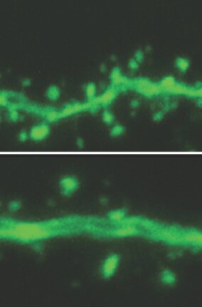 Macht schwaches / gemütliches Licht dumm?