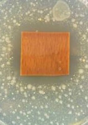 Neue Oberflächeneigenschaften für holzbasierte Werkstoffe