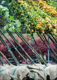 Gehölze werden in Baumschulen knapp