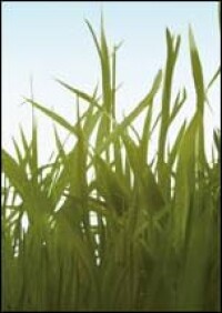 Erneuerbare Energien 2018 erstmals Nummer 1 bei der Beheizung neuer Wohngebäude