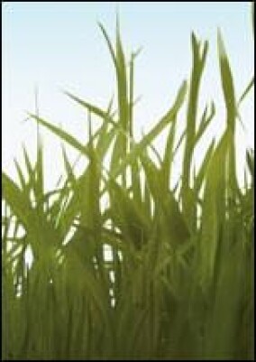 Erneuerbare Energien 2018 erstmals Nummer 1 bei der Beheizung neuer Wohngebäude