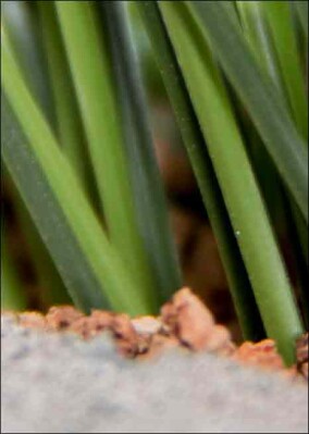 Kork statt Mikroplastik im Kunstrasen