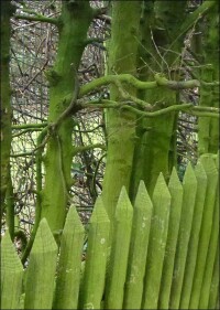 Höhere Luftqualität sorgt zunehmend für grünere Dächer und Fassaden: Gewöhnt Euch dran!
