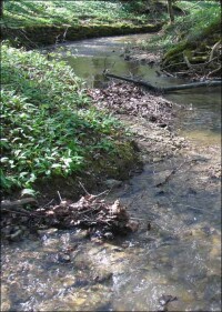 Umweltbundesamt kürt steinigen, kalkhaltigen Mittelgebirgsbach zum Gewässertyp des Jahres 2020